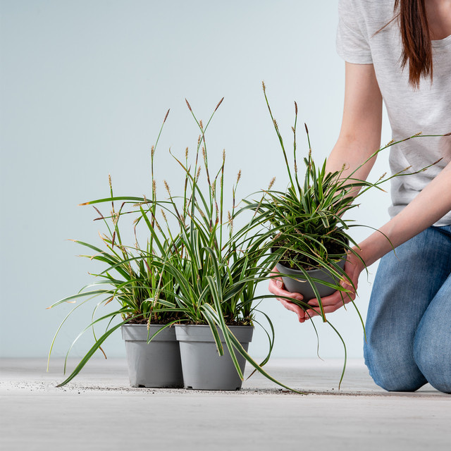 Japanische Segge Carex morrowii von BLUME2000 für Balkon, Beete und Blumenkübel - Bild 1