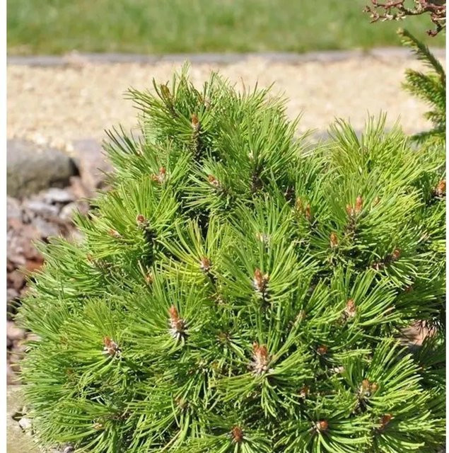 Hakenkiefer Nana Pinus uncinata als Koniferen-Strauch in Grün für Bonsai-Gestaltung und kleine Gärten, Höhe: 20-25 cm - Bild 1