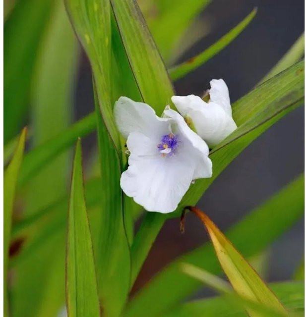 Tradescantia andersoniana Dreimasterblumen Osprey Gartenpflanze für Beet und Uferzonen - Bild 1