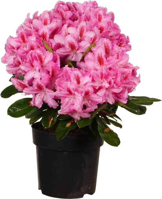 Rhododendron Alpenrose Furnivalls Daughter Strauch mit geringem Pflegebedarf, Höhe ca. 35 cm - Bild 1