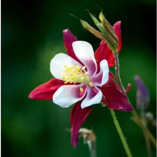 Akelei Crimson Star Aquilegia caerulea rote Staude für den Garten - Bild 1