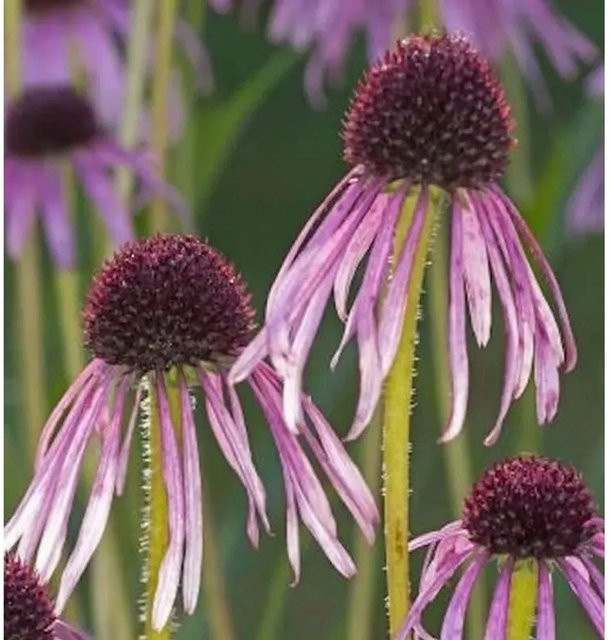 Schmalblättriger Sonnenhut Echinacea angustifolia als mehrjährige Schnittblumepflanze von Nr-01.de im Topf - Bild 1