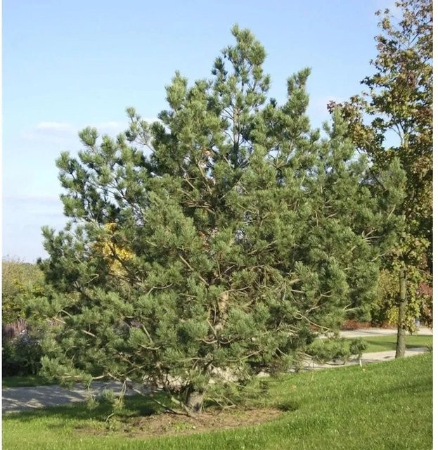 Waldkiefer Pinus sylvestris Baum für den Garten, grün, Höhe: 80-100 cm - Bild 1