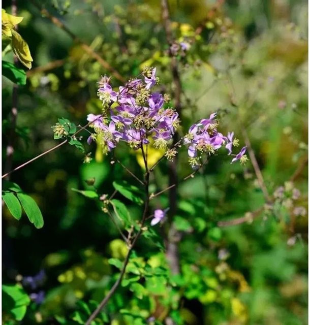 Thalictrum rochebrunianum Wiesenraute Gartenstaude von Nr-01.de - Bild 1