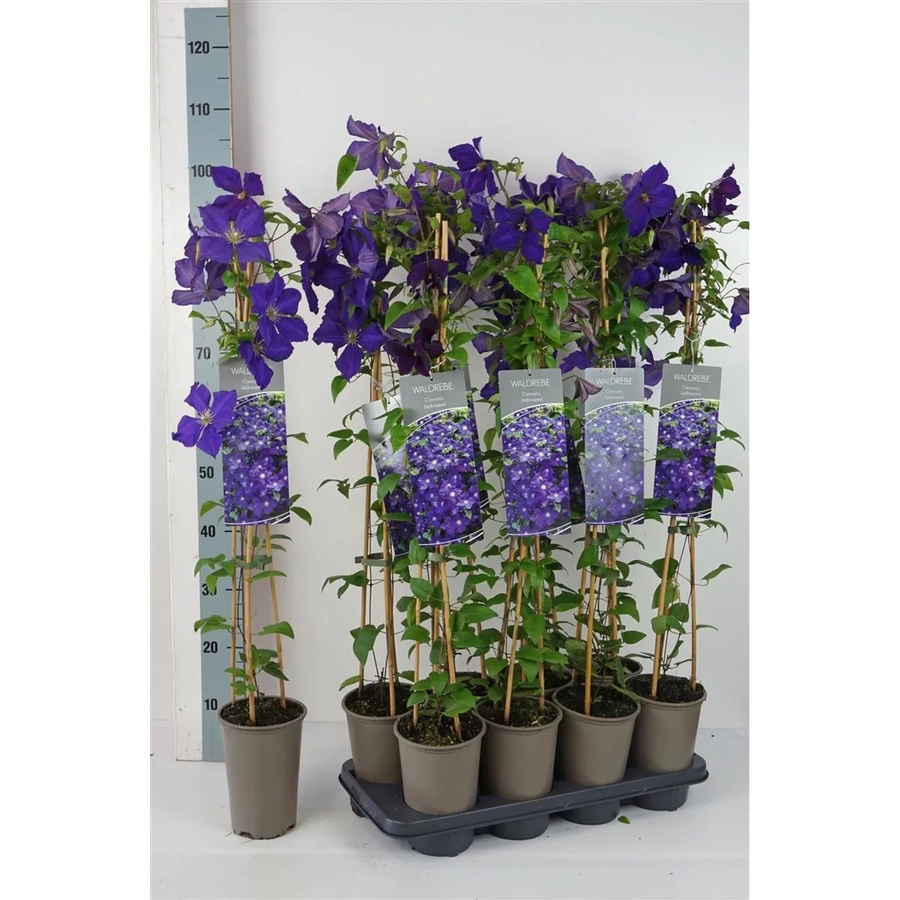 Clematis Hybride Jackmanii Waldrebe Violett von Pflanzen für dich - Bild 2