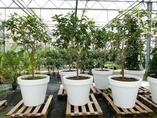 Fruchtreife Citrus Medica Buddha's Hand Mano di Buddha Zitruspflanze im Pflanzkübel - Bild 1