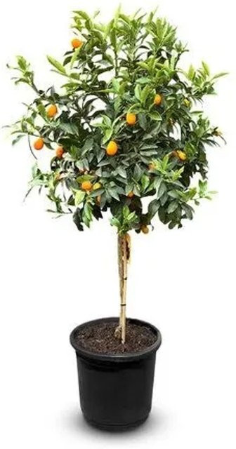Sunny-Tree Kumquat Fortunella Zitrusbaum mit Obst, 8 Jahre alt, Höhe: 160 cm - Bild 1