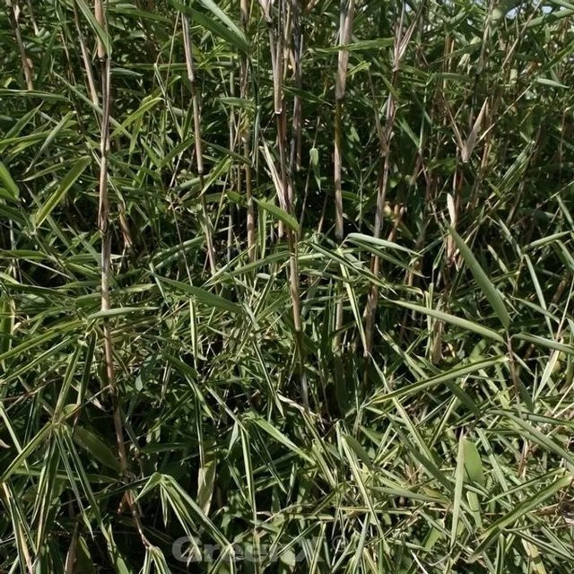 Fargesia nitida Gartenbambus Great Wall für den Außenbereich, Höhe: 80-100 cm - Bild 1