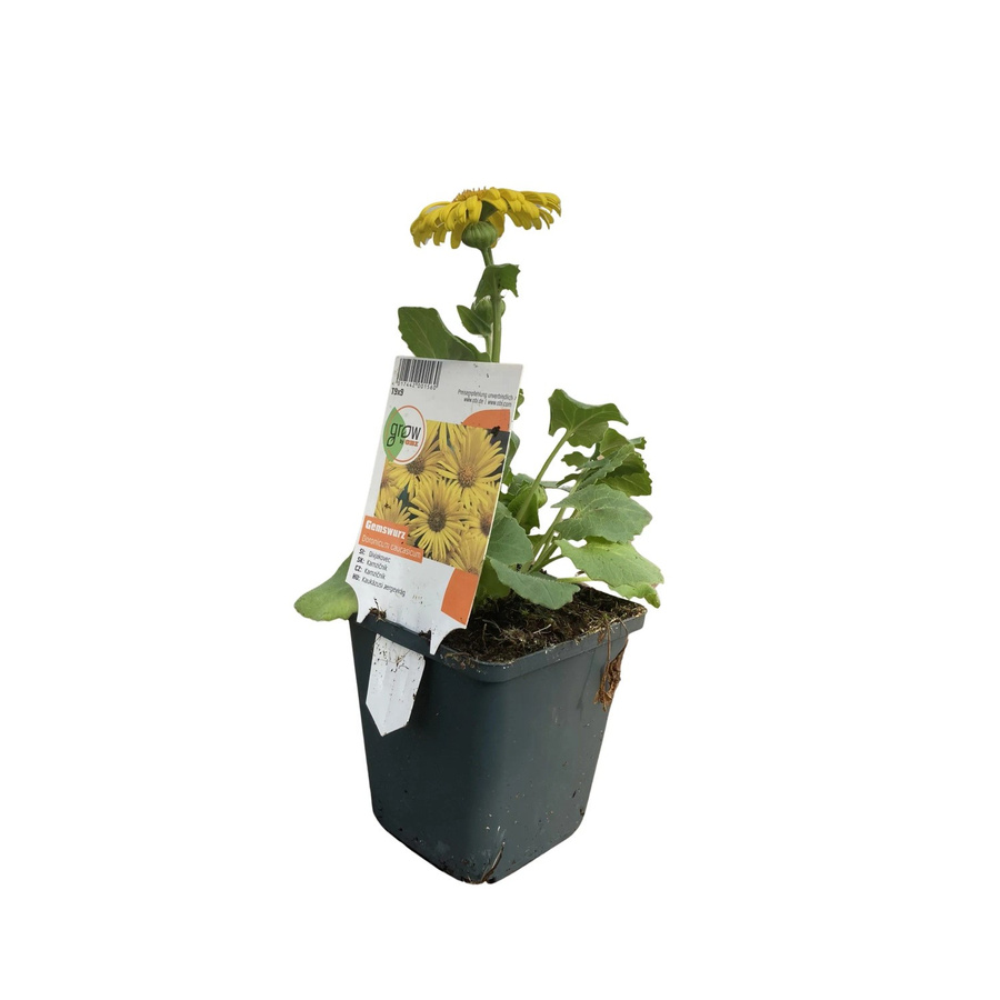GROW by OBI Kaukasus-Gämswurz Doronicum Gelb im Topf - Bild 2
