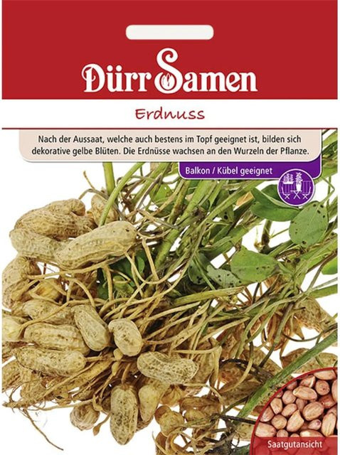 Dürr Erdnuss Saatgut für Haus, Glas oder Freiland - Bild 1