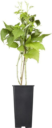 GROW by OBI Bio Himbeere TwoTimer Sugana Rot Beerenstrauch im Topf, Höhe: 20-30 cm
