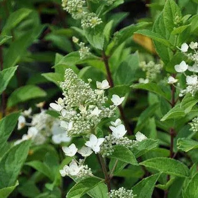 Arborix Rispenhortensie Unique Hydrangea paniculata mit weißen Blütenrispen, Höhe: 40 bis 50 cm - Bild 1