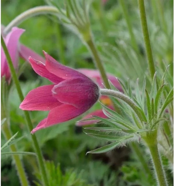 Pulsatilla vulgaris Küchenschelle Rote Glocke rote mehrjährige Gartenpflanze - Bild 1