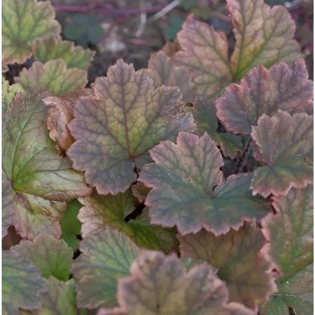 Heuchera micrantha Purpurglöckchen Amethyst Myst in Topf, lila Bodendecker für den Garten - Bild 1