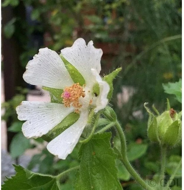 Mohnmalve Kitaibelia vitifolia als winterharte Staude für den Naturgarten - Bild 1