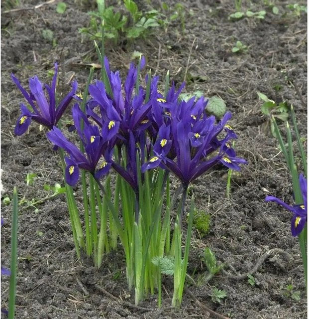 Winteriris Iris reticulata in Lila von Nr-01.de - Bild 1