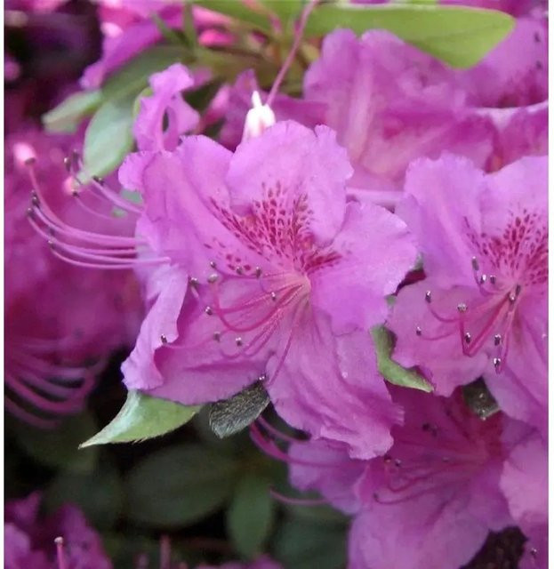 Japanische Azalee Rhododendron obtusum in Pink, Topfpflanze von Nr-01.de, Höhe: 20-25 cm - Bild 1