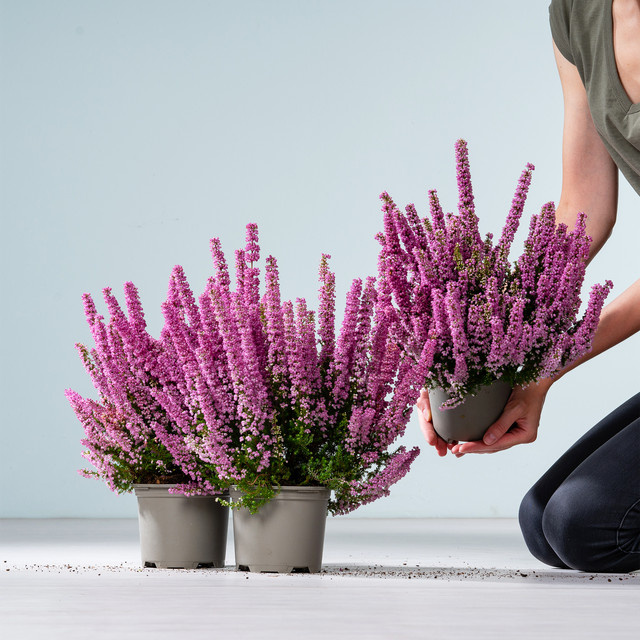 3er Set Erica gracilis Glockenheide von BLUME2000 in Rosa für Garten und Balkon - Bild 1
