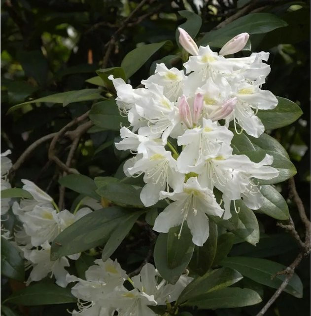 Großblumiger Rhododendron Cunningham White Alpenrose in Weiß von Nr-01.de - Bild 1