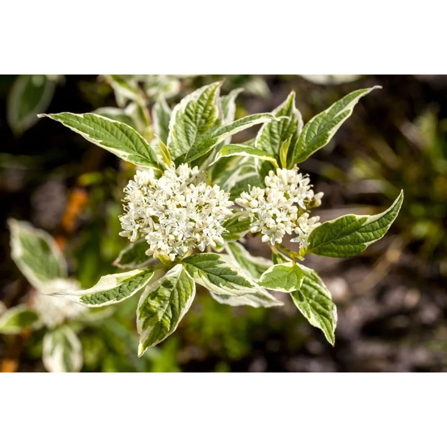 Cornus Alba Sibirica Variegata Hartriegel Weiß-Bunt, Zierstrauch für Garten und Outdoor, Höhe: 100–150 cm - Bild 2
