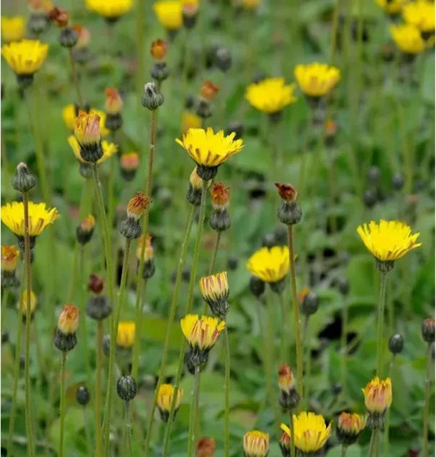 Hieracium pilosella Silberblättriges Mausohr als mehrjährige Staude und Bodendecker für den Steingarten - Bild 1