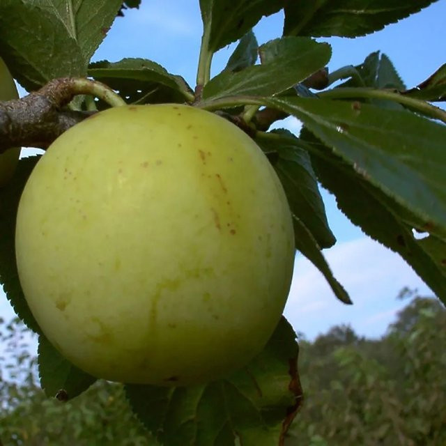 Reneclode Prunus domestica Obstbaum mit Früchten in Gelb, Rot und Grün, Höhe: 100 - 120 cm - Bild 1