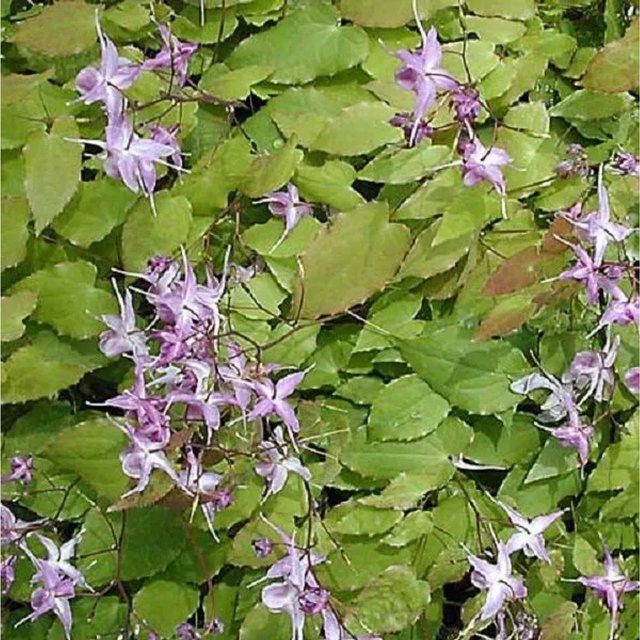 6er Set arborix Elfenblume Lilafee Epimedium grandiflorum mit hellvioletten Blüten, pflegeleichte mehrjährige Bodendecker im 9cm Topf - Bild 1