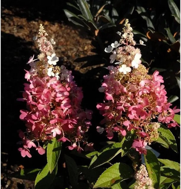Hochstamm Rispenhortensie Pinky Winky Hydrangea paniculata in Pink von Nr-01.de - Bild 1
