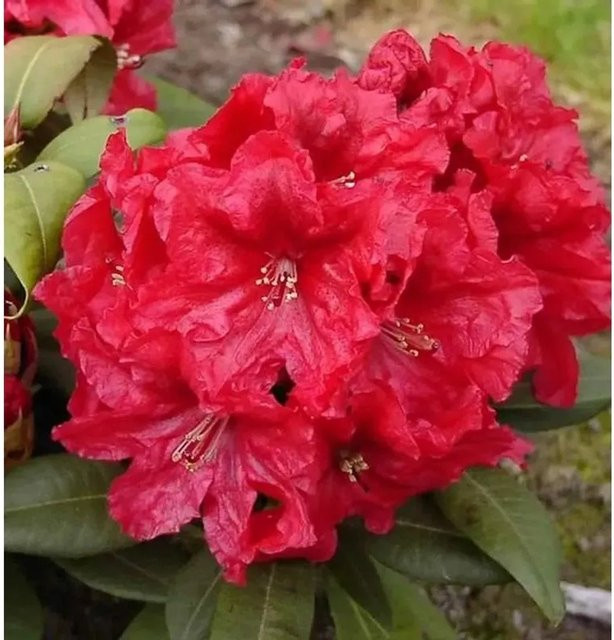 INKARHO Rhododendron Rabatz Alpenrose großblumiger Zierstrauch - Bild 1