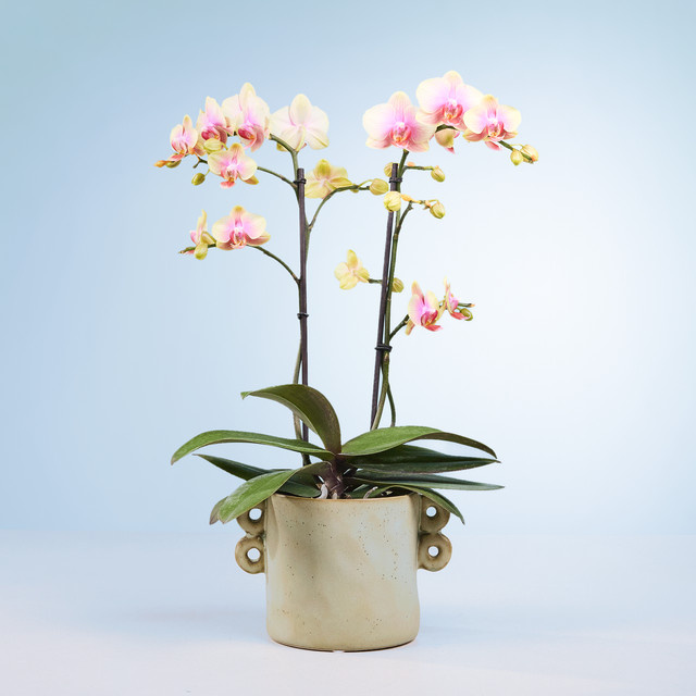 Phalaenopsis Orchidee von BLUME2000 in Pink, Weiß und Hellpink mit Topf - Bild 1