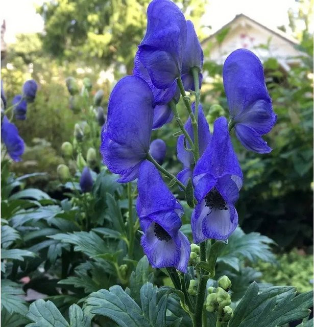 Herbst Eisenhut Aconitum carmichaelii lila Staude von Nr-01.de - Bild 1