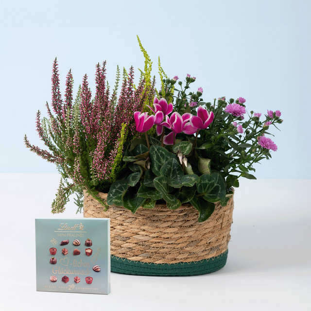BLUME2000 Herbst Trio Arrangement mit Astern, Heide, Alpenveilchen und Lindt Pralinés - Bild 1