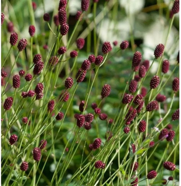 Sanguisorba officinalis Großer Wiesenknopf von Nr-01.de, mehrjährige Pflanze in Rot und Grün für Teichrandbepflanzung oder Naturgärten - Bild 1
