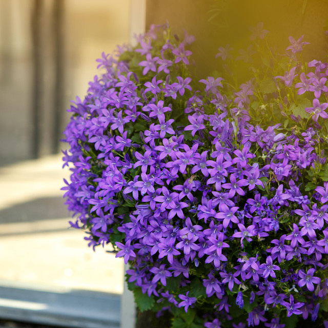 BIO Dalmatiner Glockenblume Campanula portenschlagiana von BLUME2000, 3 Stück Stauden für Beete, Kübel und Balkon - Bild 1