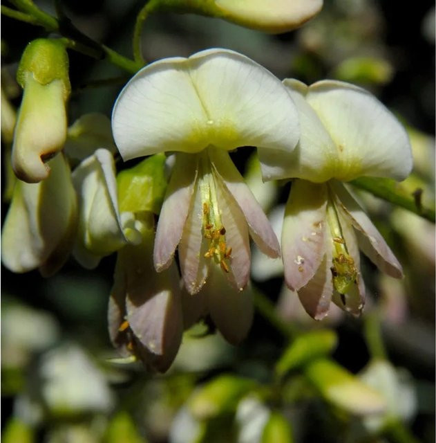 Sophora japonica Japanischer Schnurbaum Laubbaum für deinen Garten, Höhe: 80-100 cm - Bild 1