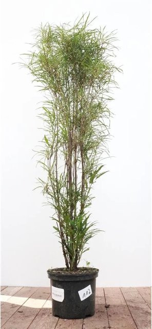 Schmalblättriger Faulbaum Rhamnus Frangula Asplenifolia von Pflanzen für dich, Höhe: 80–100 cm - Bild 1