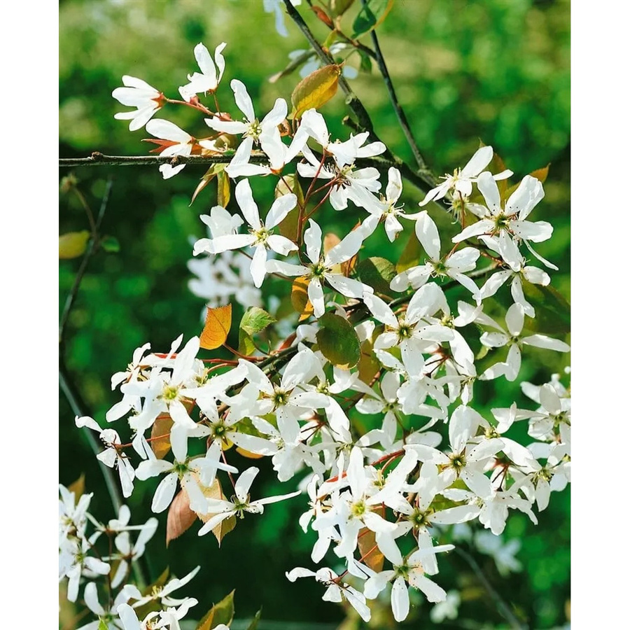 Amelanchier Alnifolia Robin Hill Felsenbirne mit weiß-rosa Blüten, Zierstrauch für deinen Garten, Höhe: 60–100 cm - Bild 2