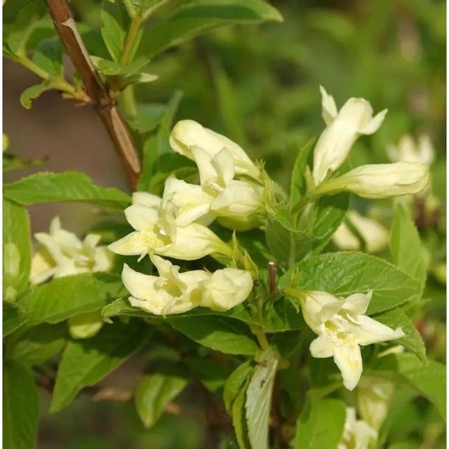 Gelbblütige Weigelie Weigela middendorffiana als Ziergehölz in Gelb, Höhe: 60-80 cm - Bild 1