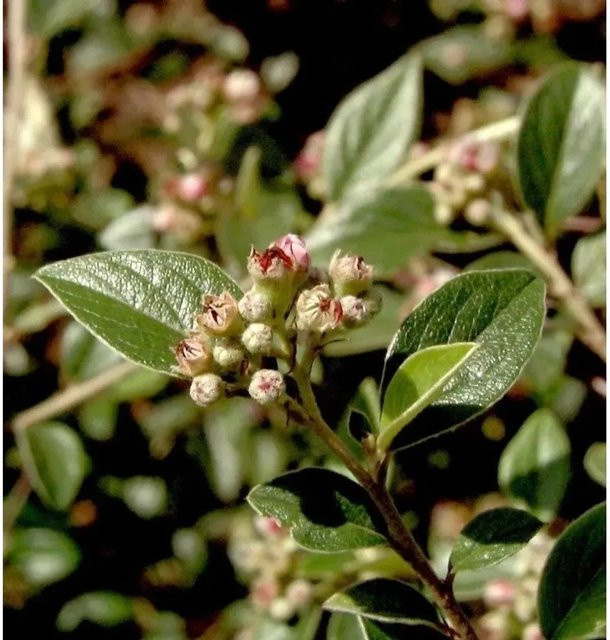 Cotoneaster franchetii Fruchtmispel Strauch in Grün, Höhe: 125-150 cm - Bild 1