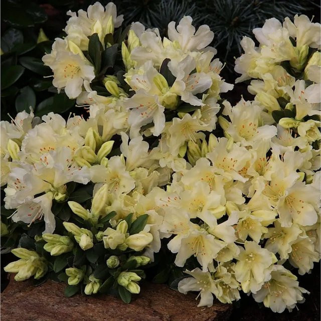 Rhododendron keiskei Zwerg Wild Alpenrose von Nr-01.de, Höhe: 20-25 cm - Bild 1