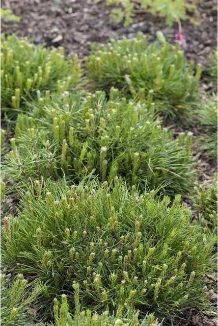 Pinus Mugo Mughus Bergkiefer Kompakt von Pflanzen für dich, Höhe: 25–30 cm - Bild 1