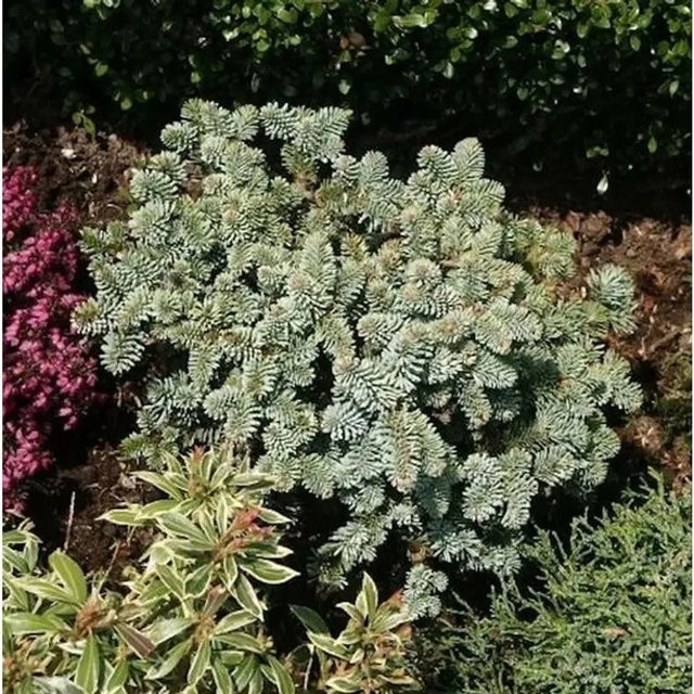 Zwerg Edeltanne Blaue Hexe Abies procera blau-grün Höhe: 25 cm - Bild 1