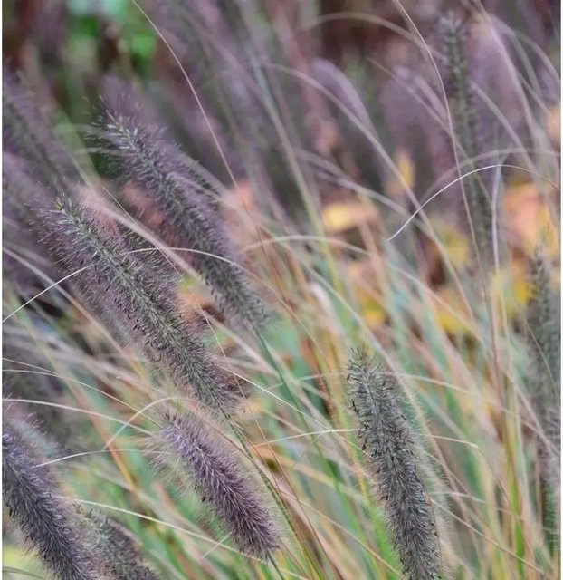 Lampenputzergras Viridescens Pennisetum alopecuroides für den Garten - Bild 1