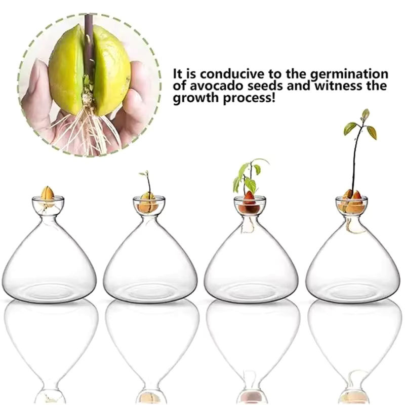 WHPHous Avocado-Samen-Startervase aus transparentem Glas für den Pflanzenanbau - Bild 3