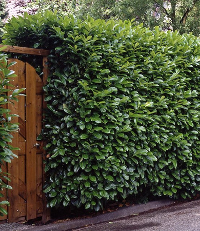 Kirschlorbeer-Hecke im 3-Liter Topf