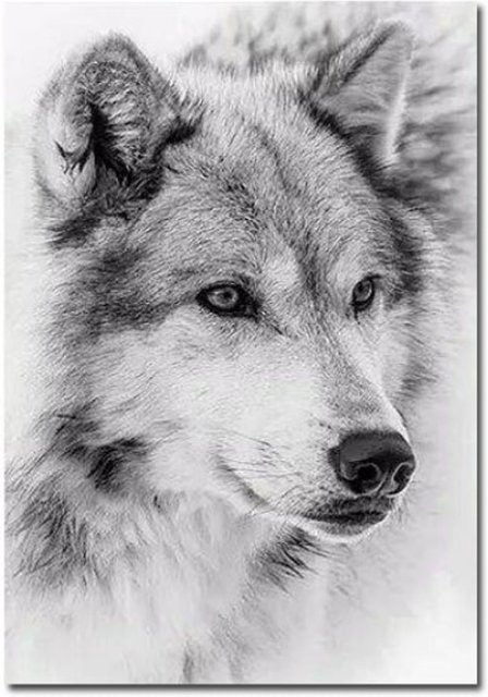 TPFLiving Poster Leinwand Wolf Portrait in Schwarz und Weiß, Modell FB847, Breite: 50 cm, Höhe: 75 cm - Bild 1