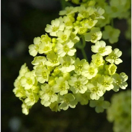 Aurinia saxatile Steinkraut Citrina gelbe Zierstaude im Topf