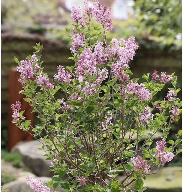 Zwerg Duftflieder Josee Syringa meyeri in Lila, Höhe: 80-100 cm - Bild 1