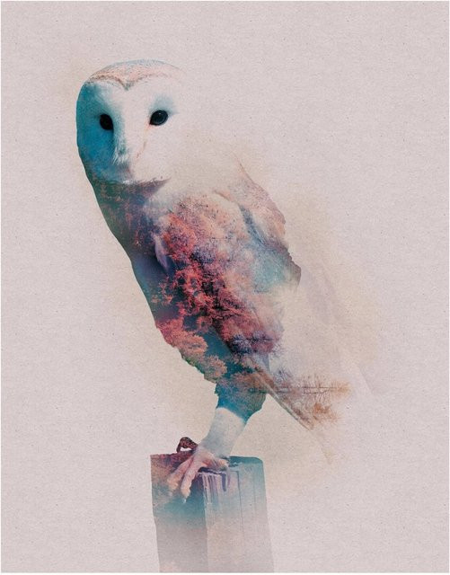 Komar Wandbild Animals Forest Owl, Papierposter, Mehrfarbig, Breite: 40 cm, Höhe: 50 cm - Bild 1