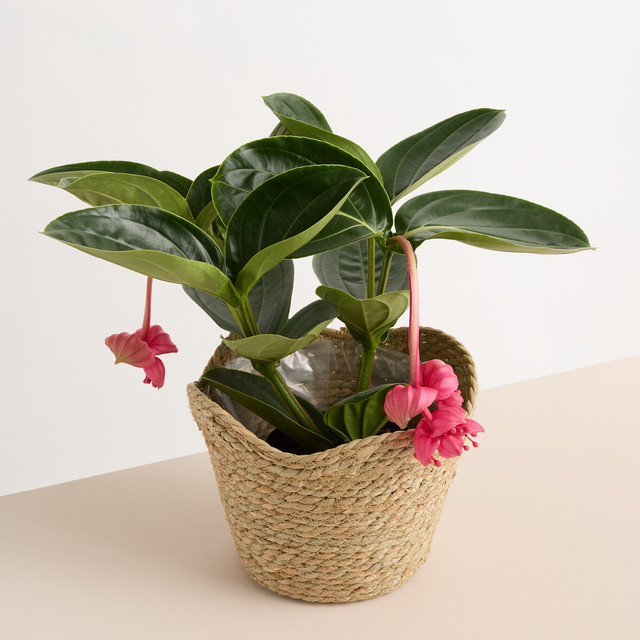 Seegras Korb Welle von BLUME2000 in Beige, Durchmesser: 19 cm - Bild 1